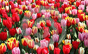 Lot of beautiful vivid tulips in the park Keukenhof