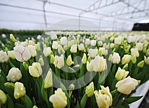 Lot of beautiful white peony-shaped tulips close-up in the greenhouse for tulip holidays close-up.