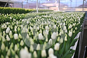 Lot of beautiful white peony-shaped tulips close-up in the greenhouse for tulip holidays close-up.