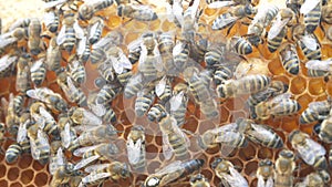 A lot of bees crawl on honey wax honeycombs