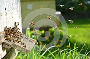 A lot of bees entering a beehive