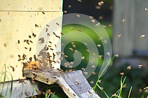 A lot of bees entering a beehive