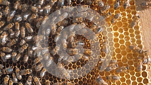 Lot of bees honeycomb beekeeping background lifestyle moving work moving in the hive. beekeeping concept honey