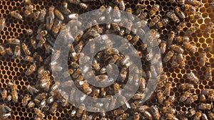 Lot of bees honeycomb beekeeping background moving work moving lifestyle in the hive. beekeeping concept honey