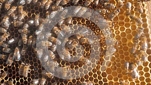 Lot of bees honeycomb beekeeping lifestyle background moving work moving in the hive. beekeeping concept honey