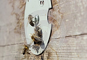 A lot of bees returning to bee hive and entering beehive with collected floral nectar and flower pollen. Swarm of bees