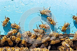 A lot of bees returning to bee hive and entering beehive with collected floral nectar and flower pollen. Swarm of bees collecting