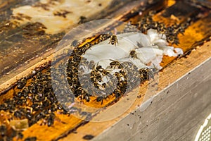 A lot of bees takes a sucrose from beekeeper