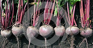 A lot of beet abreast