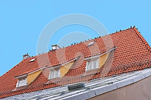 A lot of birds pigeons are sitting on the roof with orange tiles.