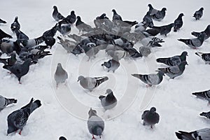 A lot of birds are standing on snow