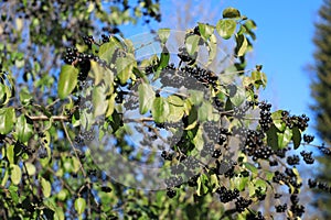 A lot of black berries on an elder branch in autumn time