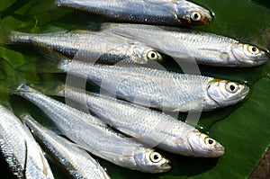 A lot of Bleak (Alburnus alburnus) on a green leaf of a water lily close-up