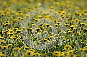 A lot of blooming dandelions