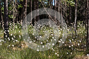 Cottongrass and forest in Finland photo