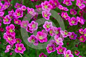 A lot of blooming purple saxifrage flowers