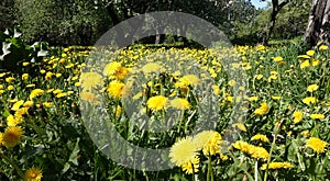 Lot of blooming yellow dandelions on green field as natural background panoramic view closeup