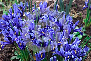 A lot of blue iris bloom