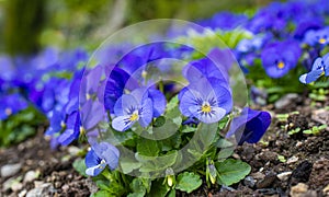 blue pansy flowers (Viola cornuta) in a flower bed in the garden