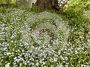 A lot of bluets on sloping embankment