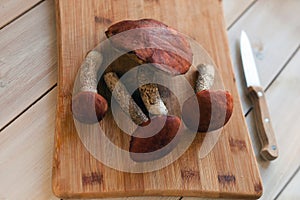 lot of boletus mushroom fungus -type species of genus edulis cep, penny bun, porcino or porcini