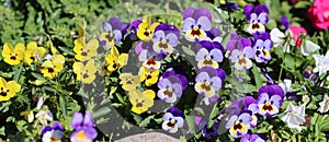 Plenty of Colorful Pansy Flowers in Finland during Early Spring