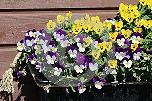 Plenty of Colorful Pansy Flowers in Finland during Early Spring