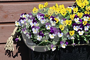Plenty of Colorful Pansy Flowers in Finland during Early Spring