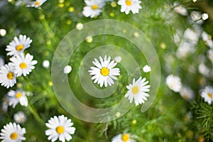 A lot of bright little daisies white flower on green grass blurred background on meadow on sunny day close up