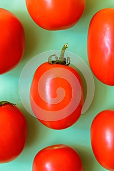 A lot of bright red juicy tomatoes on a green background.