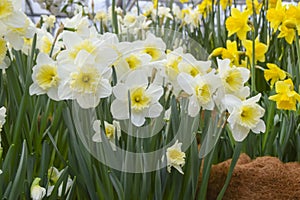 A lot of bright yellow and white daffodils on green steed