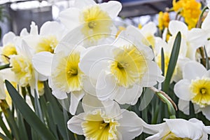 A lot of bright yellow and white daffodils on green steed