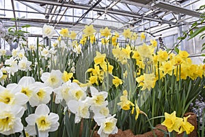 A lot of bright yellow and white daffodils on green steed