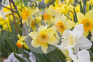 A lot of bright yellow and white daffodils on green steed