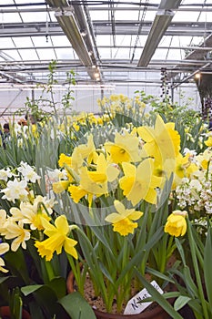 A lot of bright yellow and white daffodils on green steed