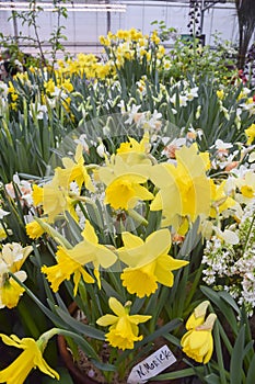 A lot of bright yellow and white daffodils on green steed