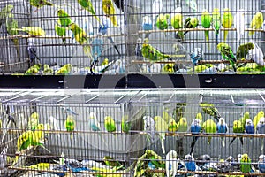 A lot of budgies in a cage