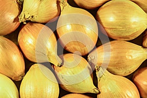 A lot of bulb white onions macro or close up background isolated