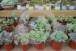 Lot of cactus and succulent in pots sale in flower market.