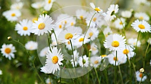 A lot of camomile flowers on a meadow