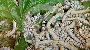 Lot caterpillars silkworms eating green foliage lying on ground