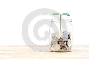 A lot of coins in a glass jar and plant growing on top with copy space for text, how to keep money, saving money for your child