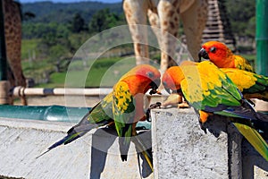 A lot of colorful parrot enjoy eating food