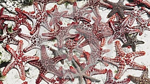 Lot of Colorful Starfish Lies in a Natural Coral Aquarium on the Ocean Shore