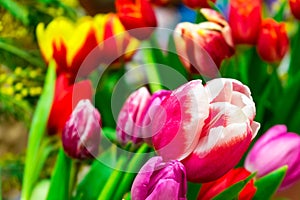 A lot of colorful tulips. Spring flower.