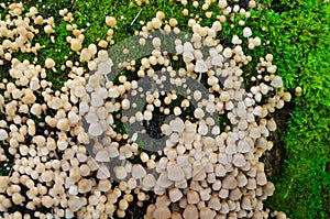 A lot of Coprinellus disseminatus, aka fairy inkcap and trooping crumble cap on an old stump, covered with juicy green