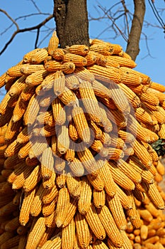 A lot of corn on the cob