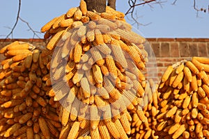 A lot of corn on the cob