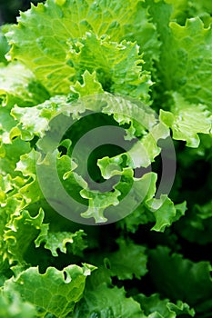 A lot of curly leaves of green and natural lettuce growing on a garden bed in the garden