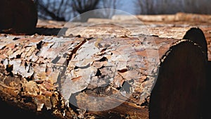 A lot of cut pine logs lie on the ground against the background of blue sky and trees.